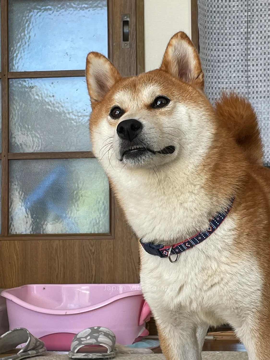 秋田犬っぽい顔をする柴犬のりゅうのすけ