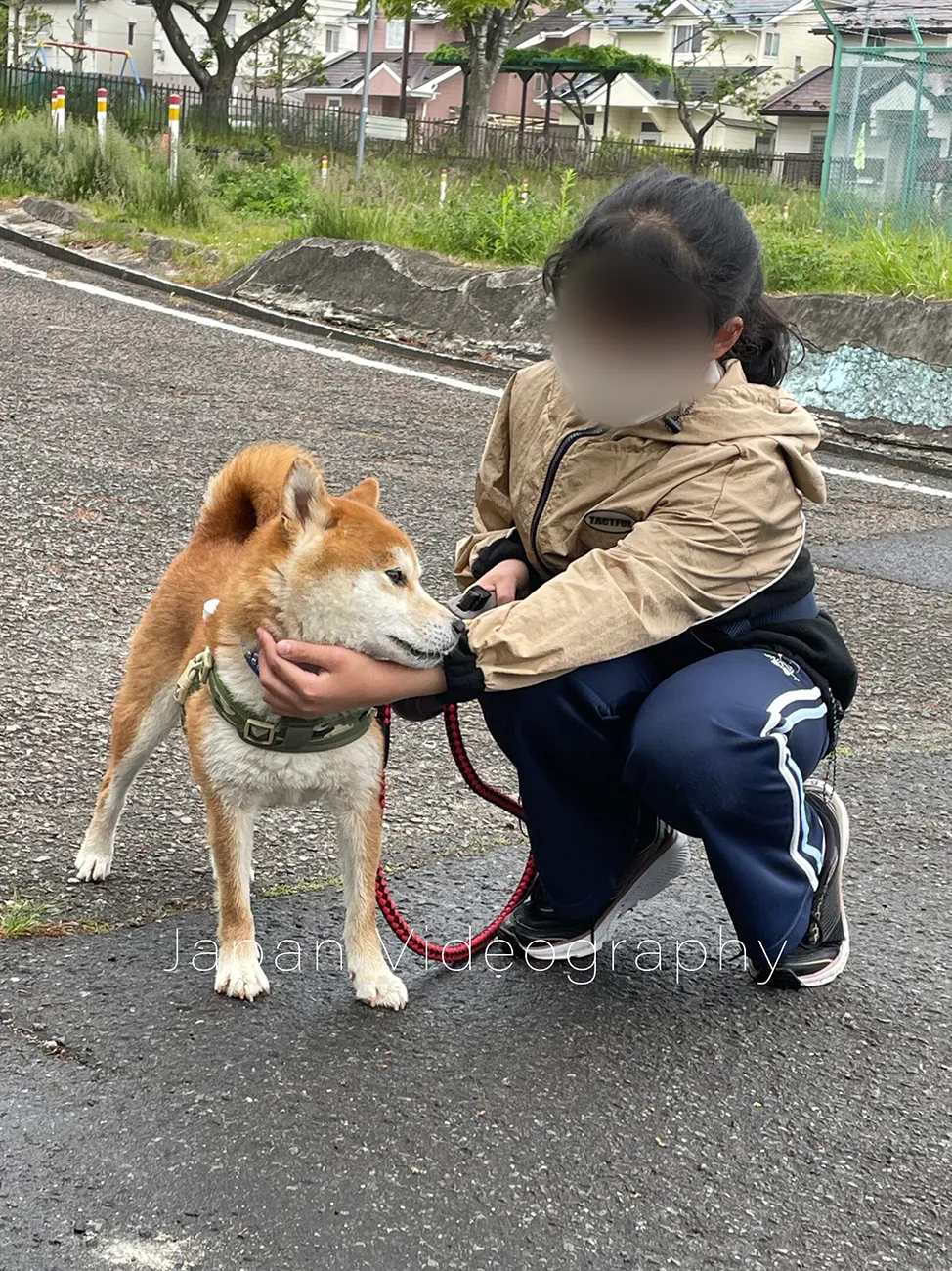 散歩をしている柴犬のりゅうのすけと娘