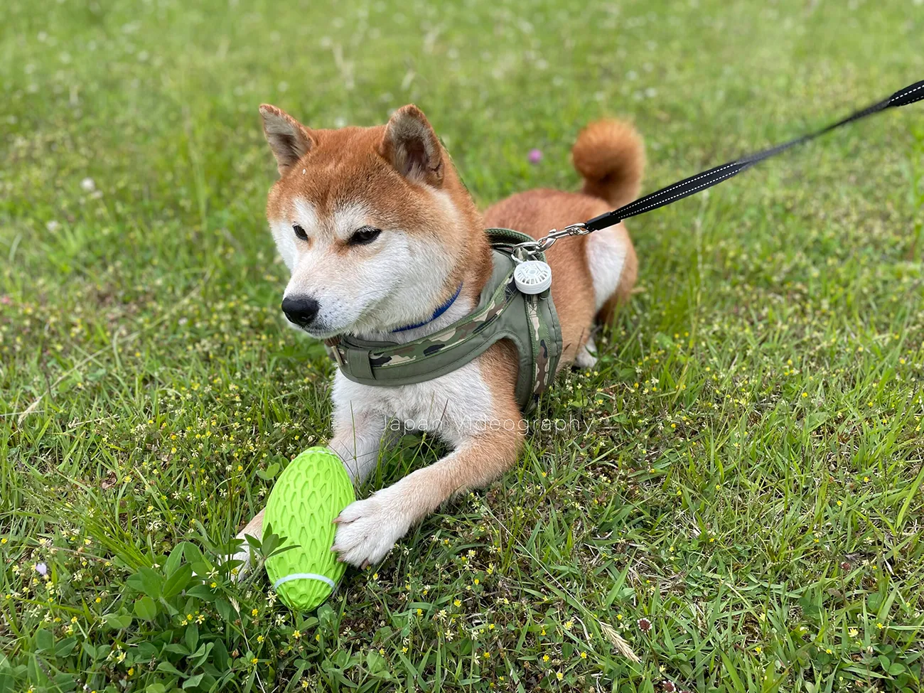 公園でラグビーボールのおもちゃで遊ぶ柴犬のりゅうのすけ