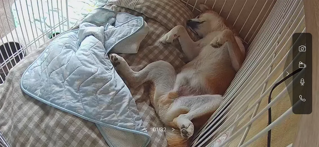 監視カメラに映る柴犬のりゅうのすけ