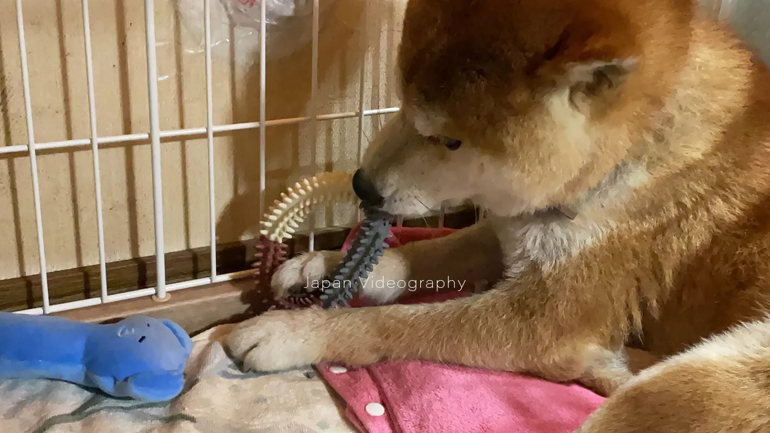 ケージに入っておもちゃで遊ぶ柴犬のりゅうのすけ