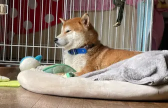 のんびりと過ごしている柴犬のリュウノスケ