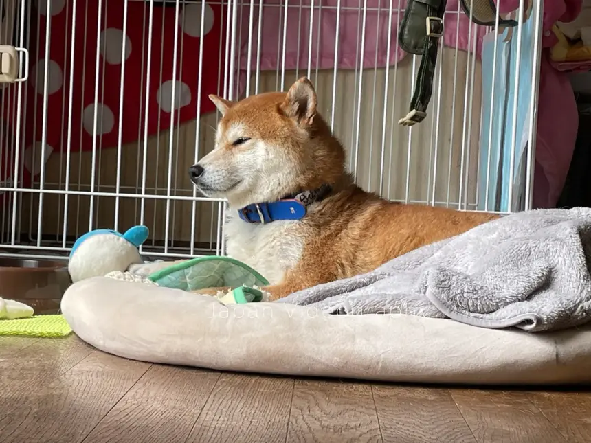 のんびりと過ごしている柴犬のリュウノスケ