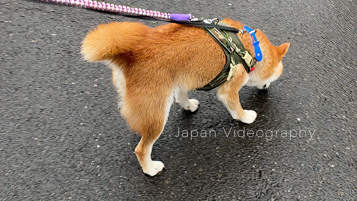 道路の匂いを嗅いでいる柴犬のりゅうのすけ