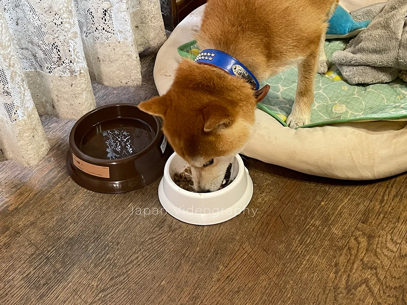 散歩を終えて食事中の柴犬のりゅうのすけ