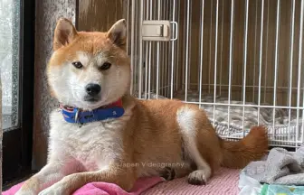 雨が降って退屈そうにしている柴犬のリュウノスケ