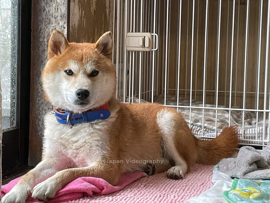 雨が降って退屈そうにしている柴犬のリュウノスケ