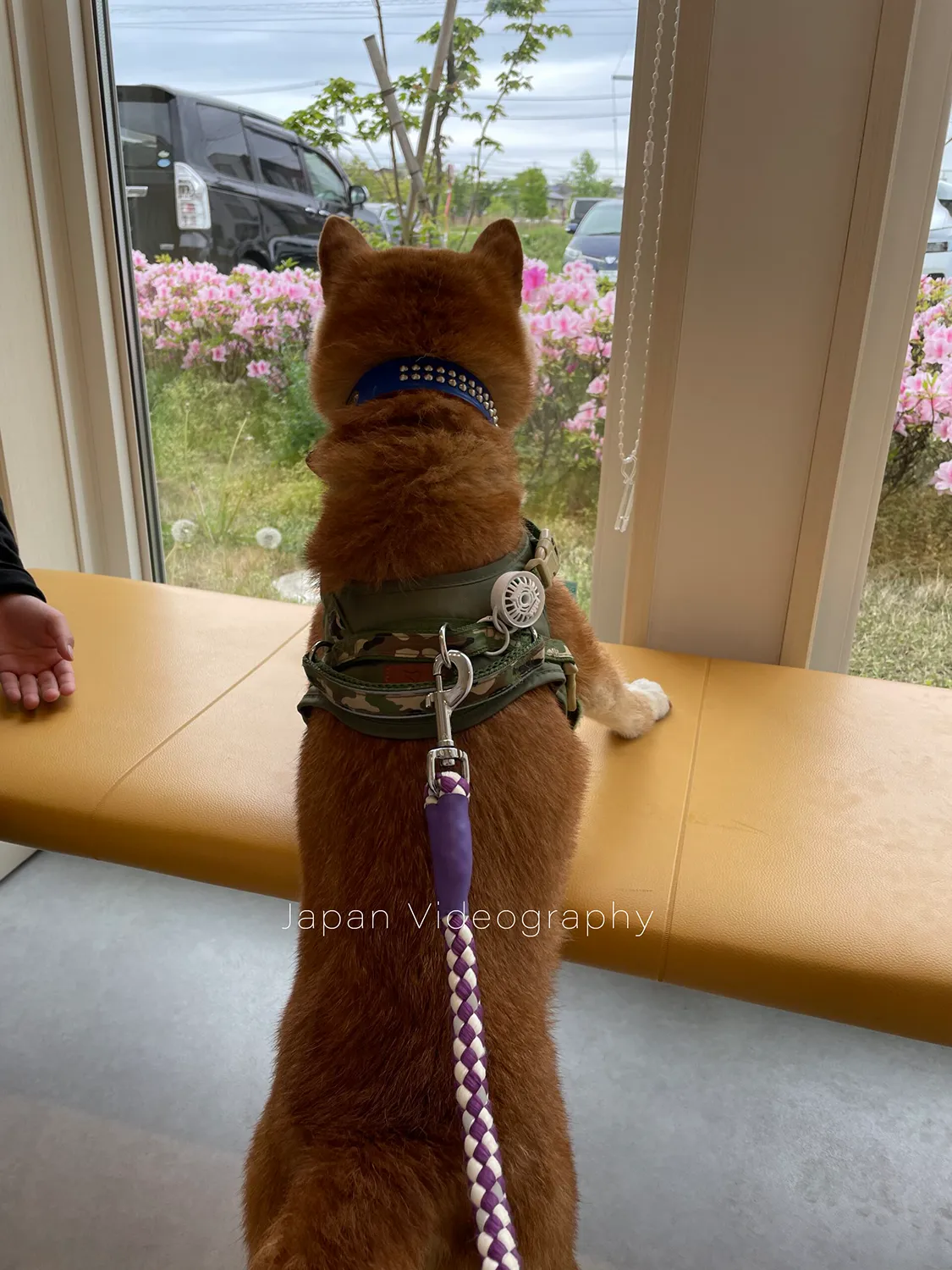 動物病院の窓から外を眺める柴犬のリュウノスケ