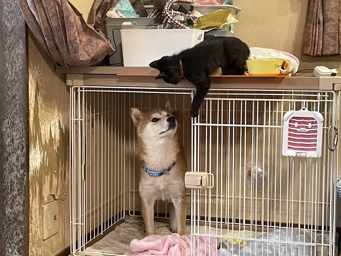 柴犬のりゅうのすけにちょっかいをかける黒猫のめんめ