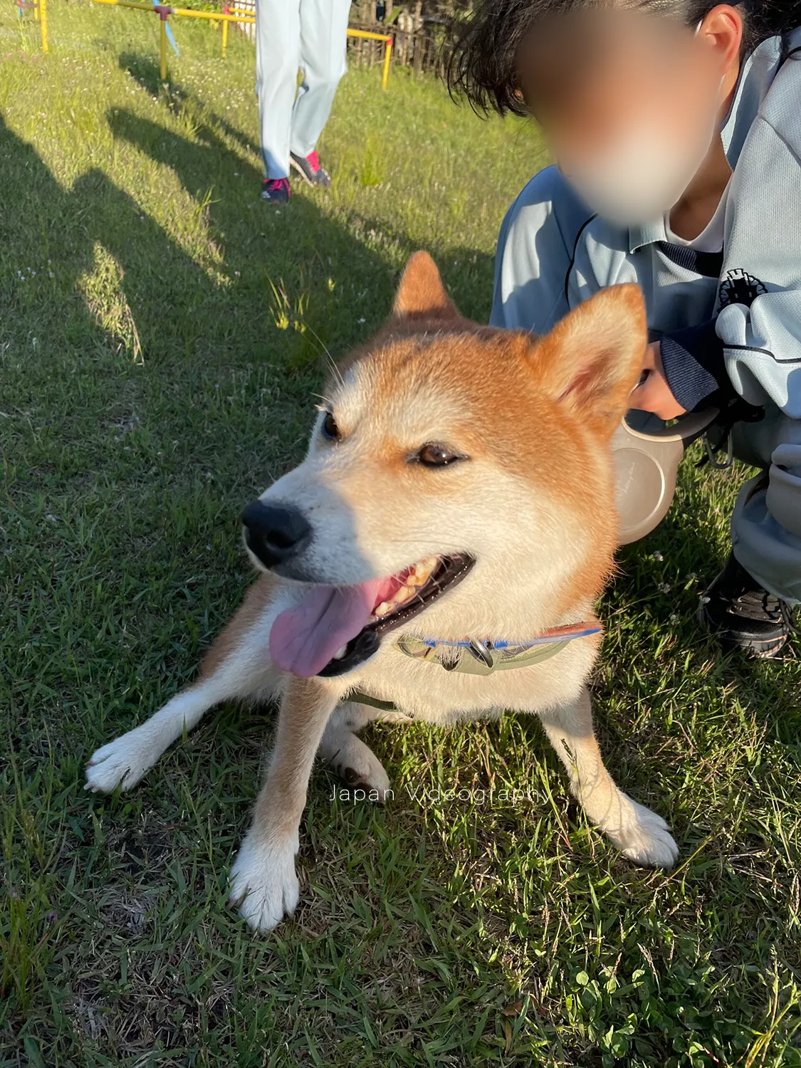 公園で散歩をしている柴犬のりゅうのすけ