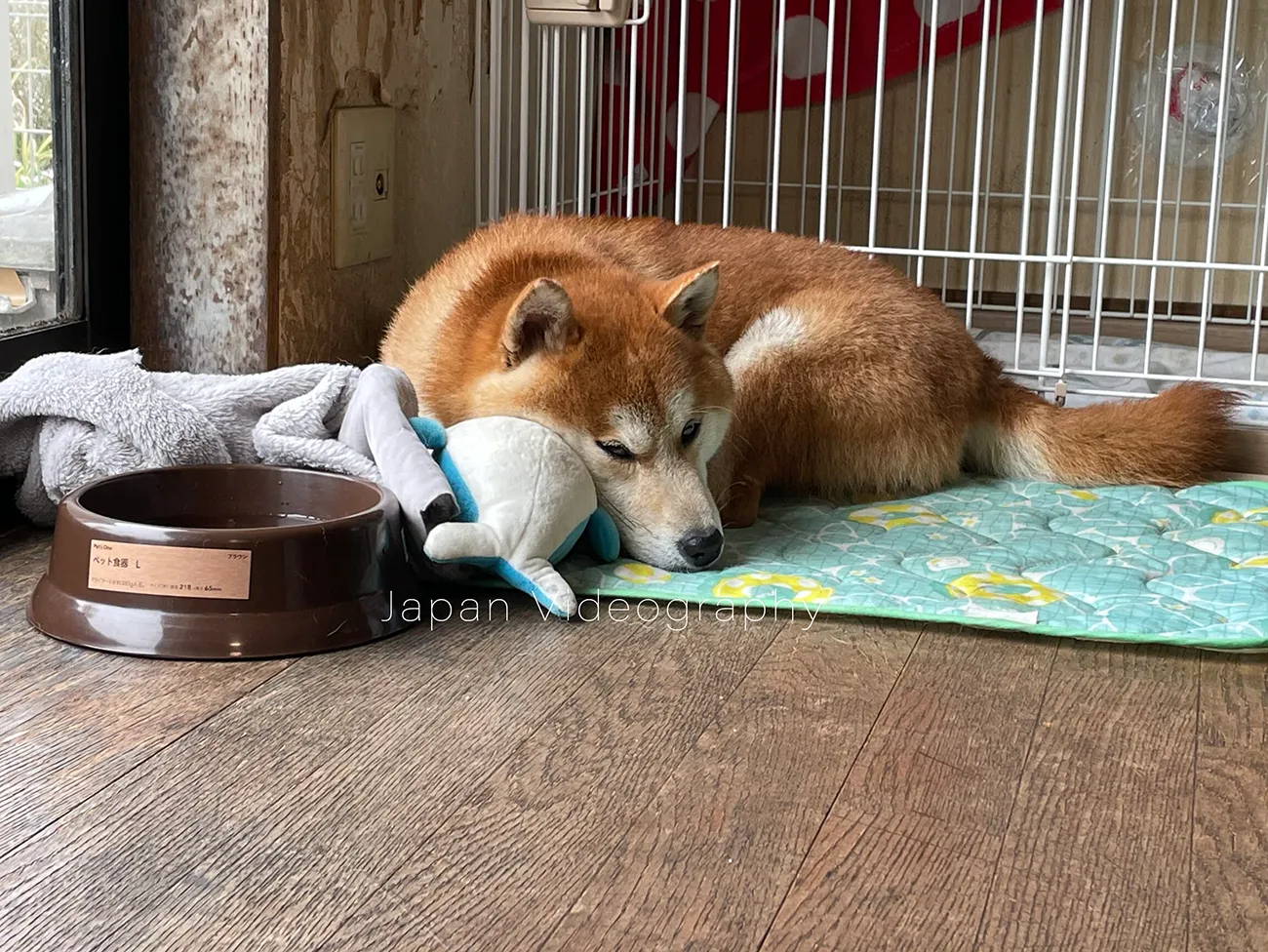 リラックスしている柴犬のりゅうのすけ