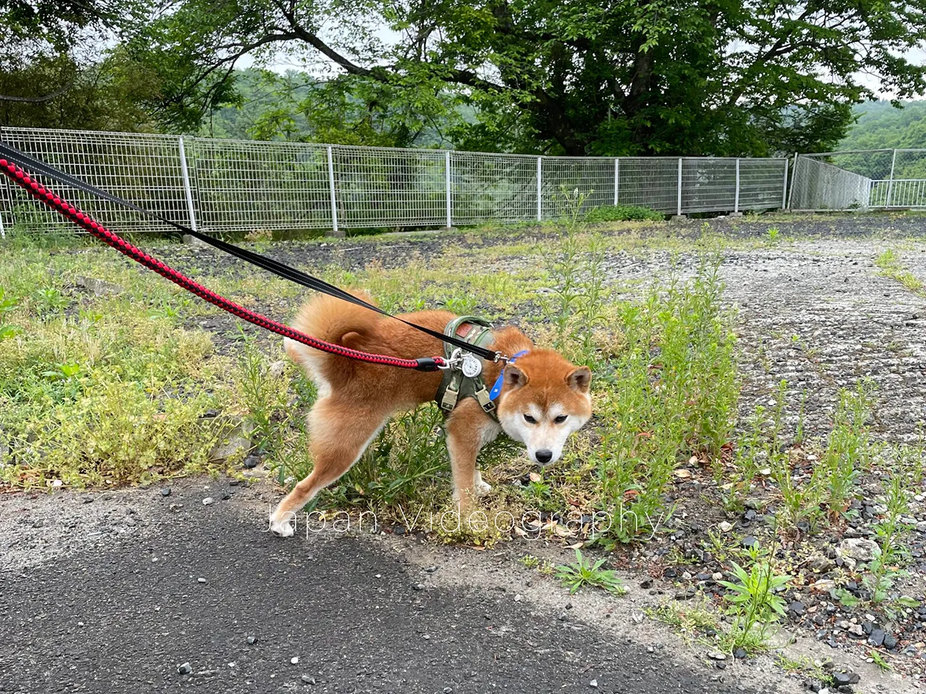 散歩をしている柴犬のりゅうのすけ