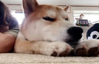 下痢で体調不良になっている柴犬のりゅうのすけ