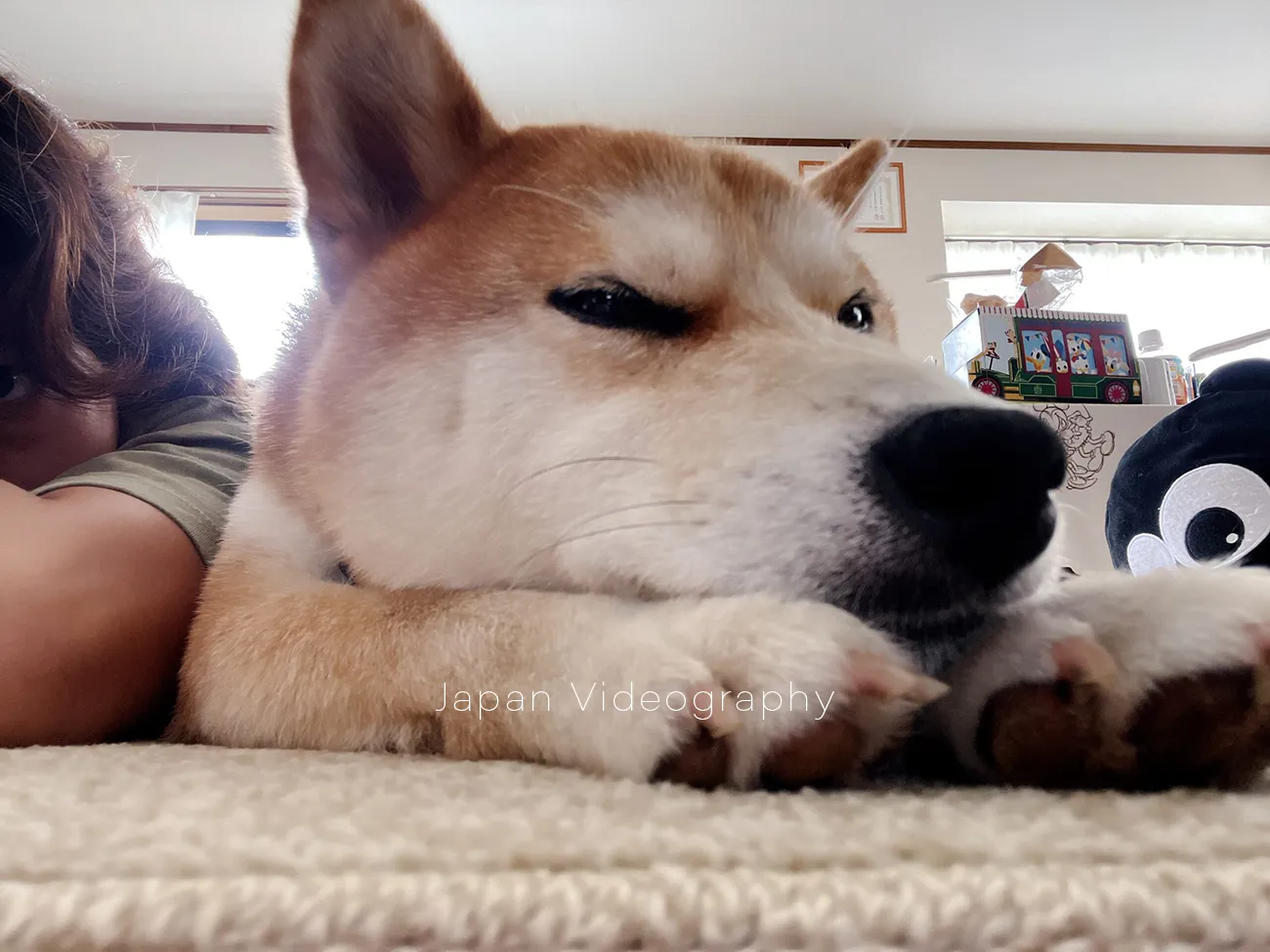 下痢で体調不良になっている柴犬のりゅうのすけ