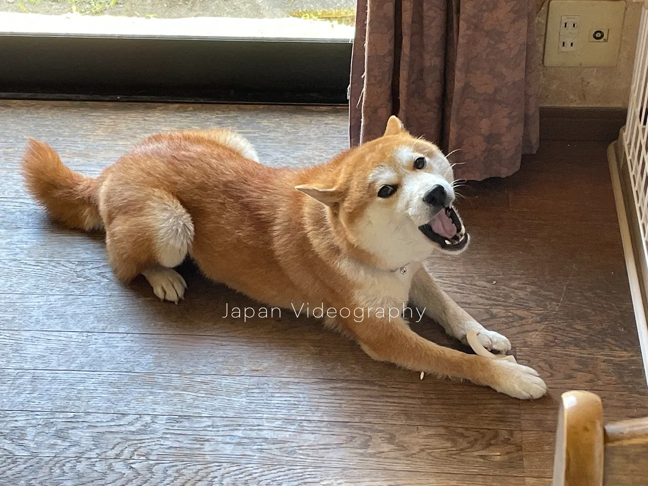 ほねっこを食べる柴犬のりゅうのすけ