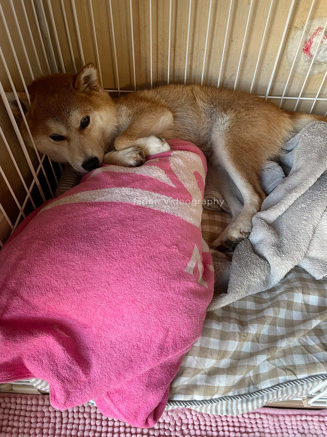 ケージのフェンスがフィットする柴犬のりゅうのすけ