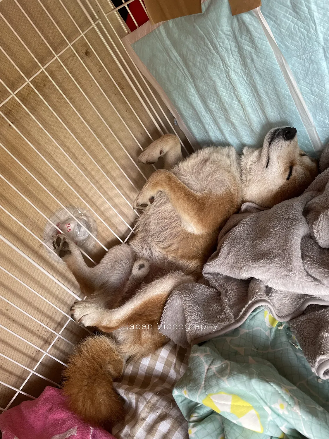 散歩した後に眠っている柴犬りゅうのすけ