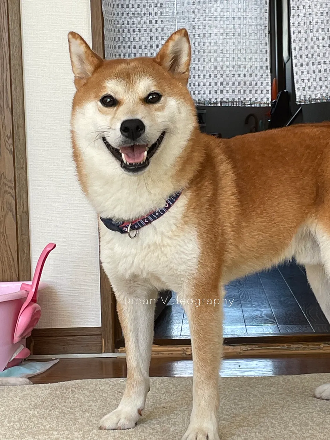 笑顔になっている柴犬の龍之介