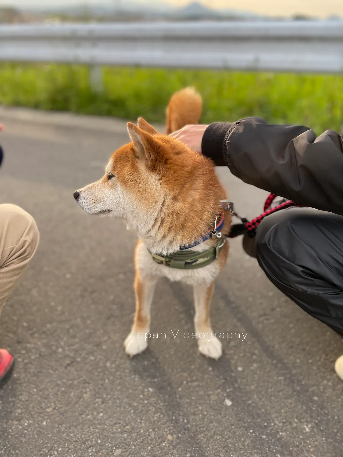 散歩途中に夕焼けを眺めている柴犬のりゅうのすけ
