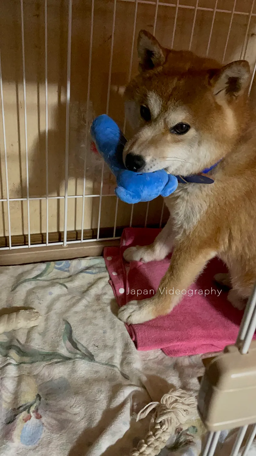 ぬいぐるみで遊ぶ柴犬のりゅうのすけ
