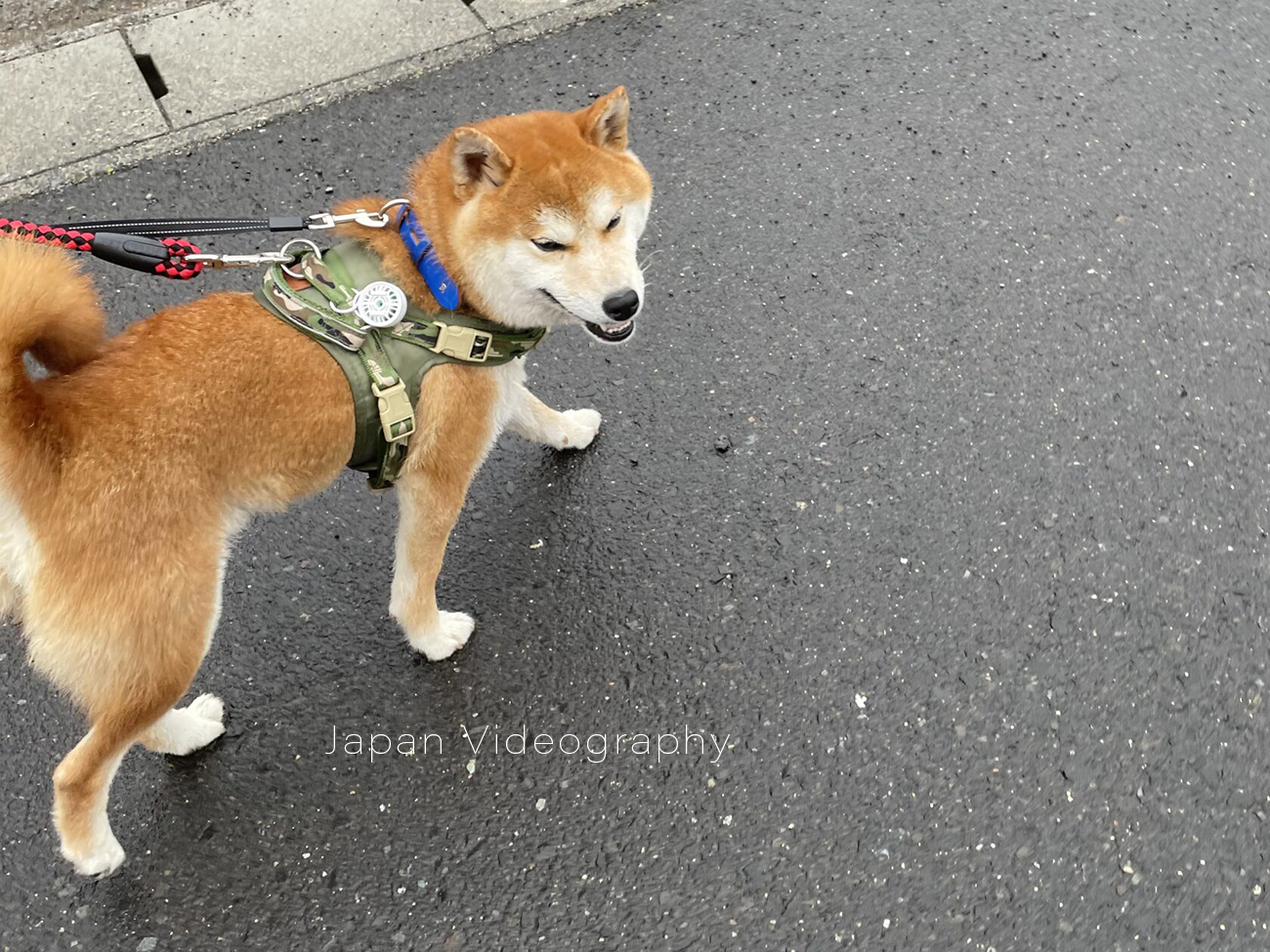 散歩中に後ろを振り向く柴犬のりゅうのすけ