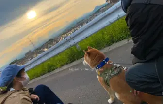 散歩途中に夕焼けを眺める柴犬のりゅうのすけ