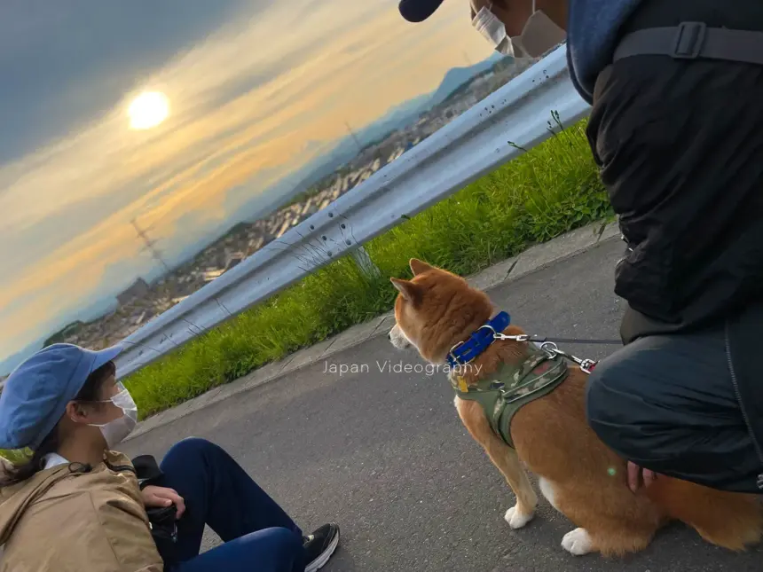散歩途中に夕焼けを眺める柴犬のりゅうのすけ
