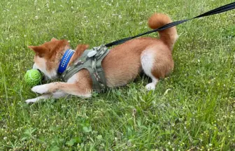 公園でラグビーボールのおもちゃで遊ぶ柴犬のりゅうのすけ