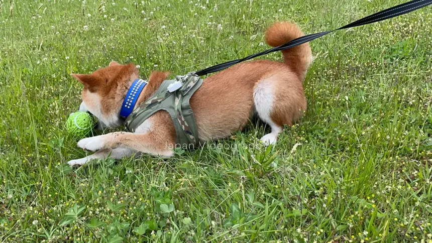 公園でラグビーボールのおもちゃで遊ぶ柴犬のりゅうのすけ