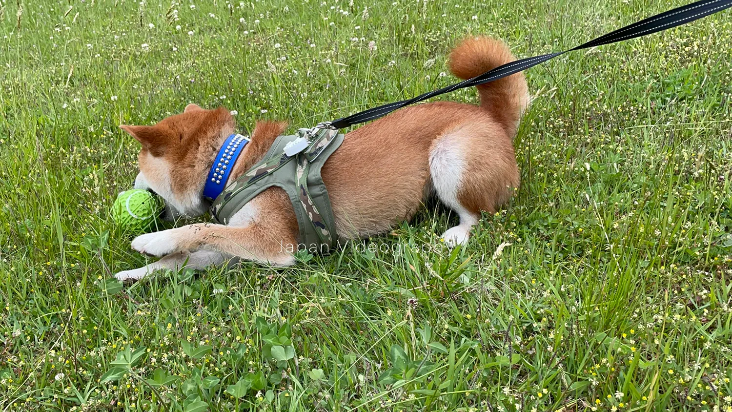 公園でラグビーボールのおもちゃで遊ぶ柴犬のりゅうのすけ