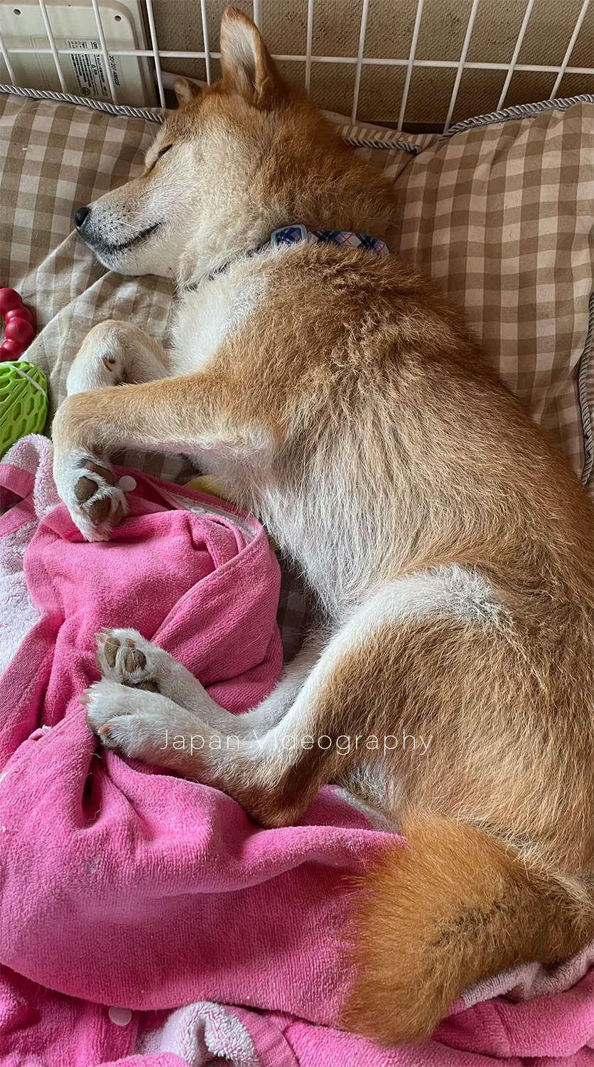 毛がボソボソだった頃の柴犬のりゅうのすけ