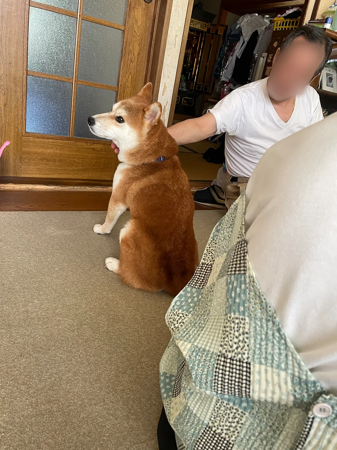 リビングで可愛がられる柴犬の龍之介