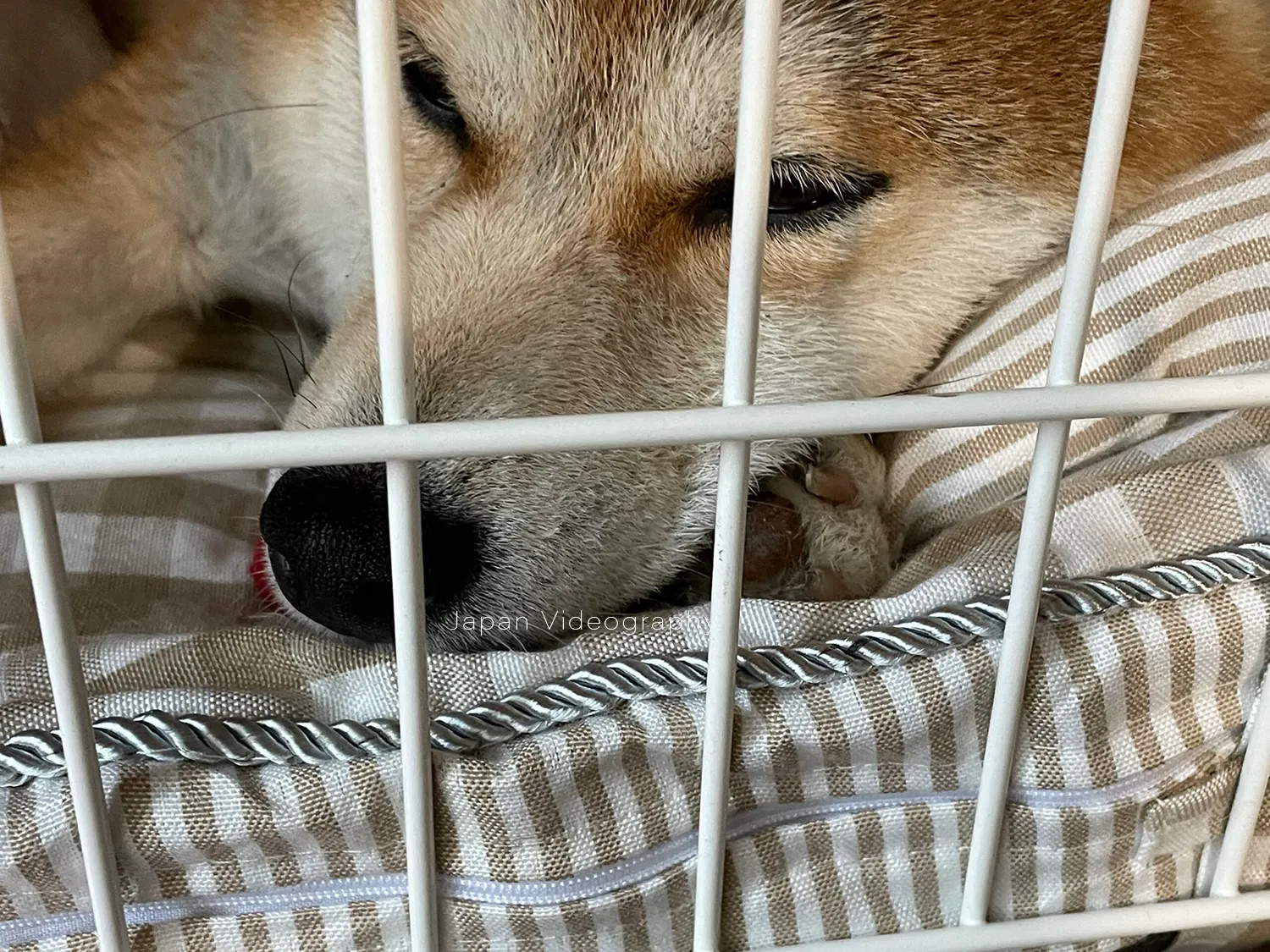眠そうにしている柴犬のりゅうのすけ