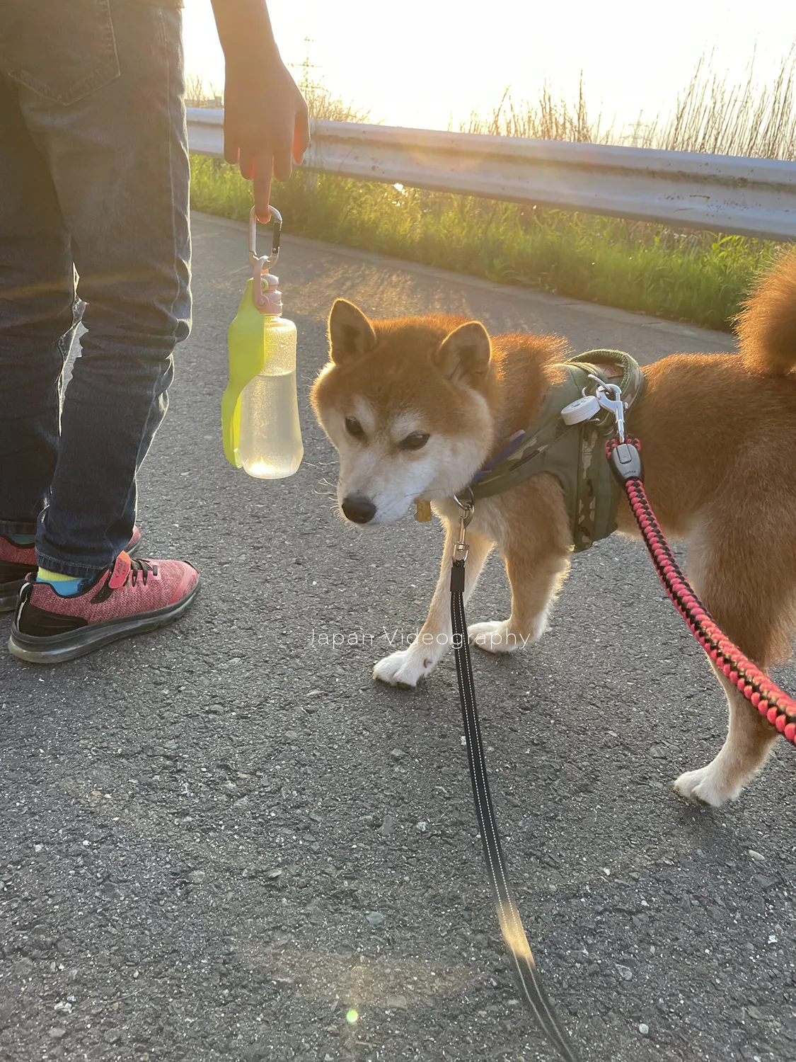 公園でいっぱい遊んで帰宅している途中の柴犬りゅうのすけ