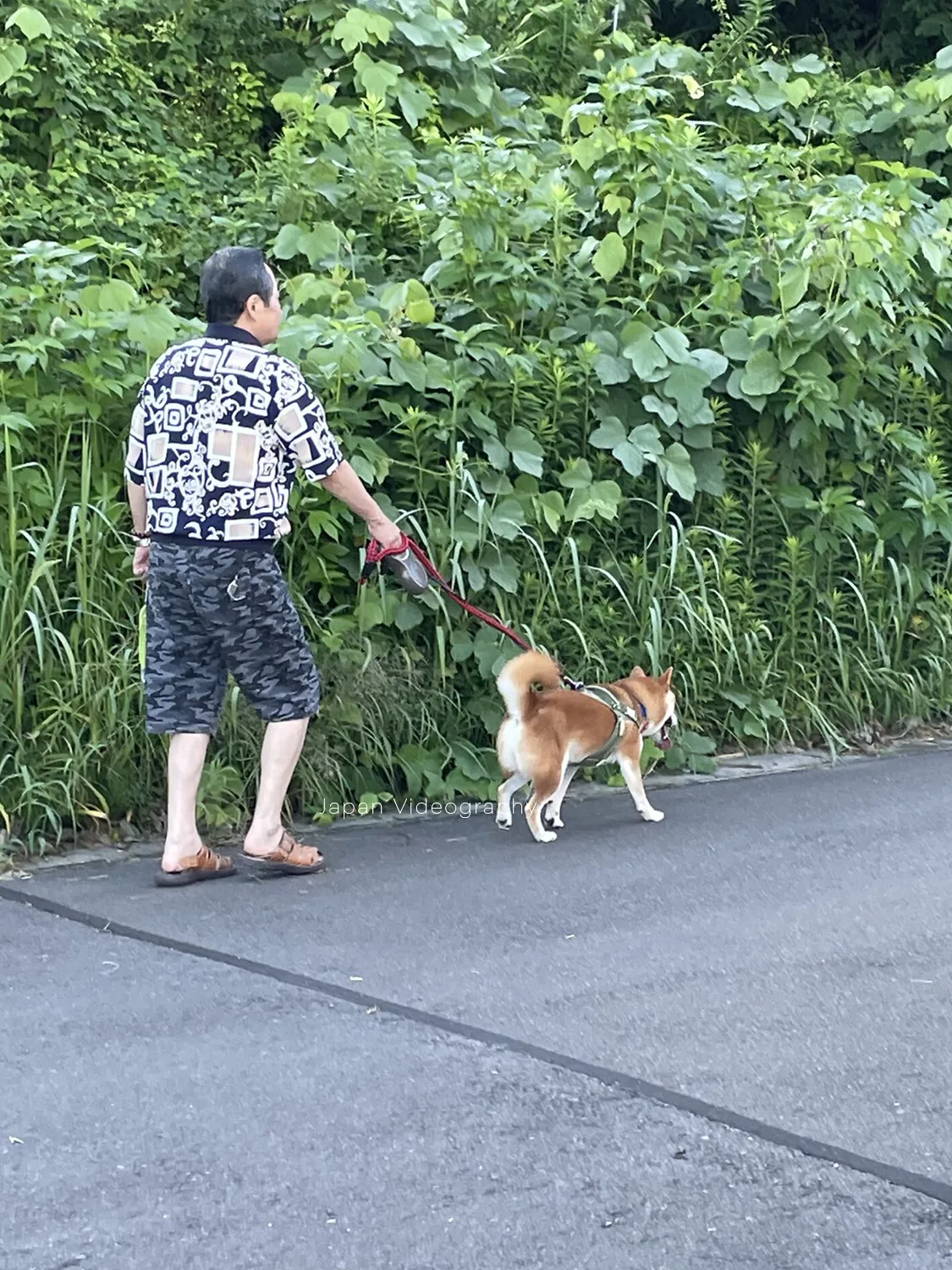 おじいちゃんと散歩をしている柴犬のりゅうのすけ