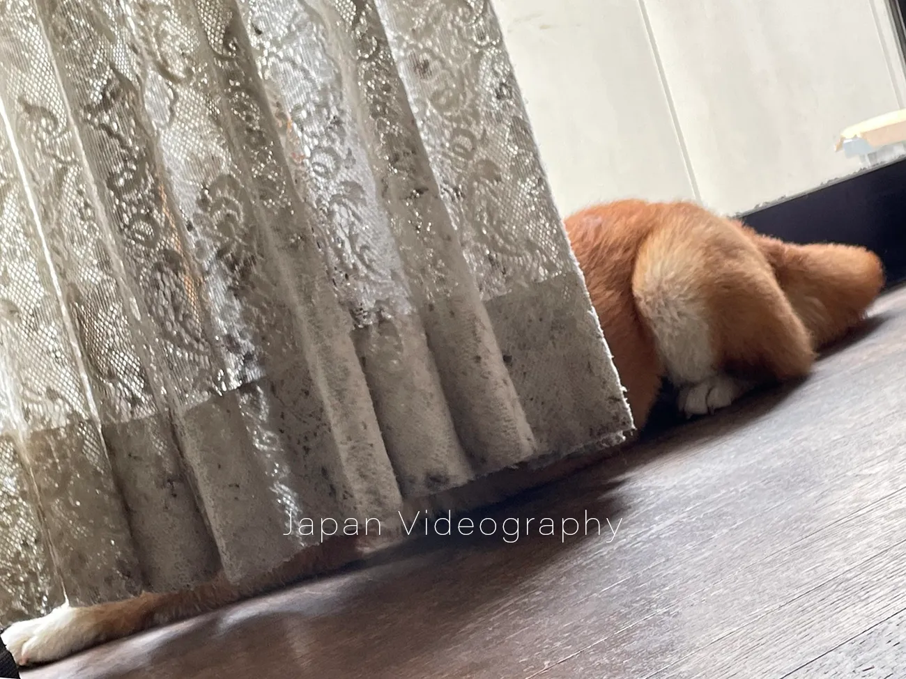 カーテンに隠れる柴犬のりゅうのすけ