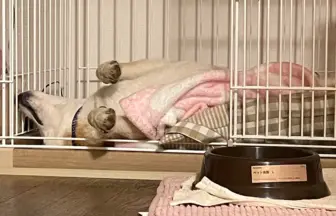 元保護犬の柴犬のりゅうのすけ、初めて下痢になる。