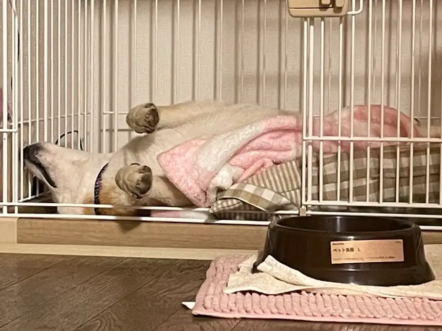 元保護犬の柴犬のりゅうのすけ、初めて下痢になる。