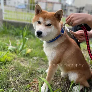 換毛期でボサボサの柴犬リュウノスケ ブラッシングでイケメンになりました！