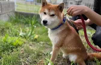 ブラッシングで毛並みが整った柴犬のりゅうのすけ