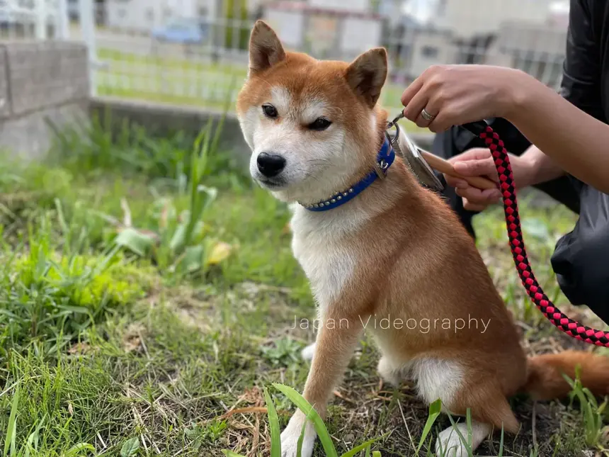 ブラッシングで毛並みが整った柴犬のりゅうのすけ