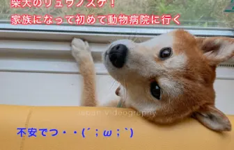 柴犬のリュウ 狂犬病ワクチンの接種で富谷市のくさか動物病院に