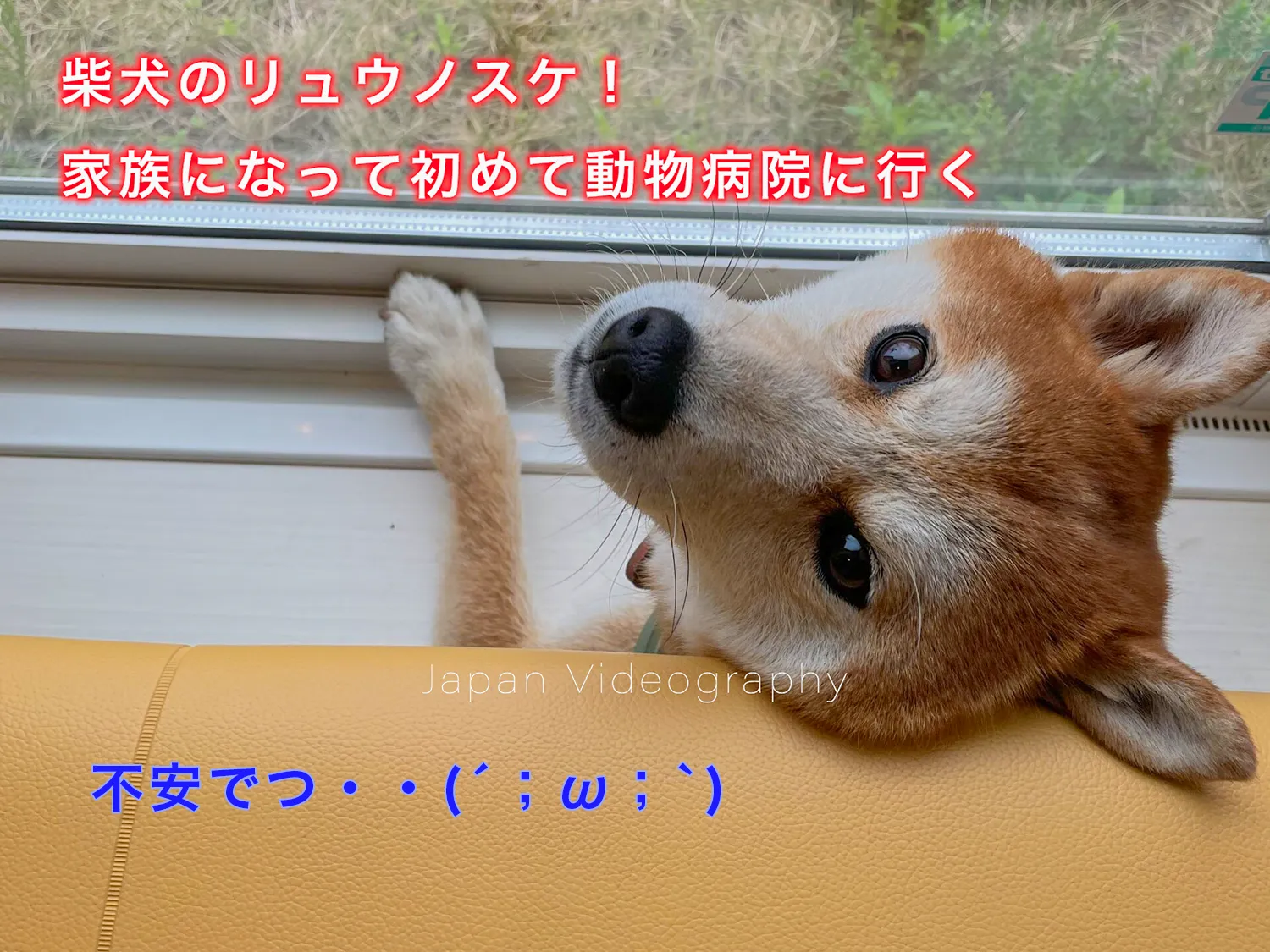 柴犬のリュウ 狂犬病ワクチンの接種で富谷市のくさか動物病院に