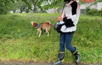 雨降りの1日でも散歩好きの柴犬リュウノスケはズンズン進む