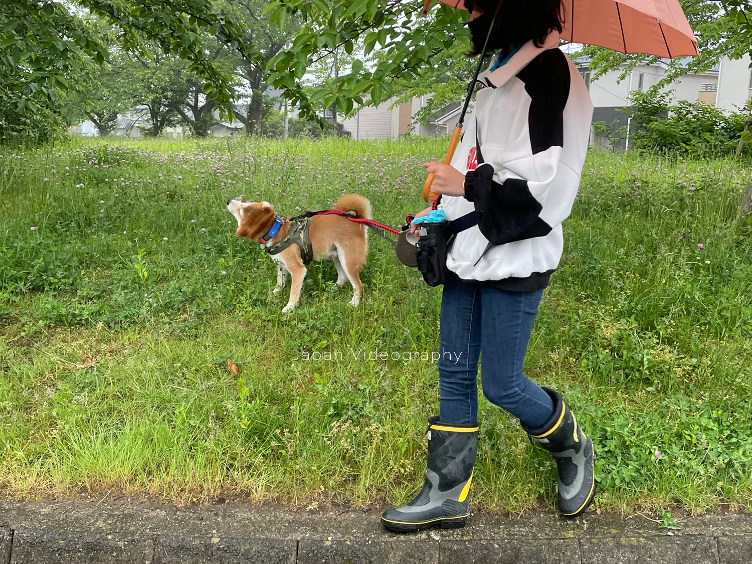 雨降りの1日でも散歩好きの柴犬リュウノスケはズンズン進む