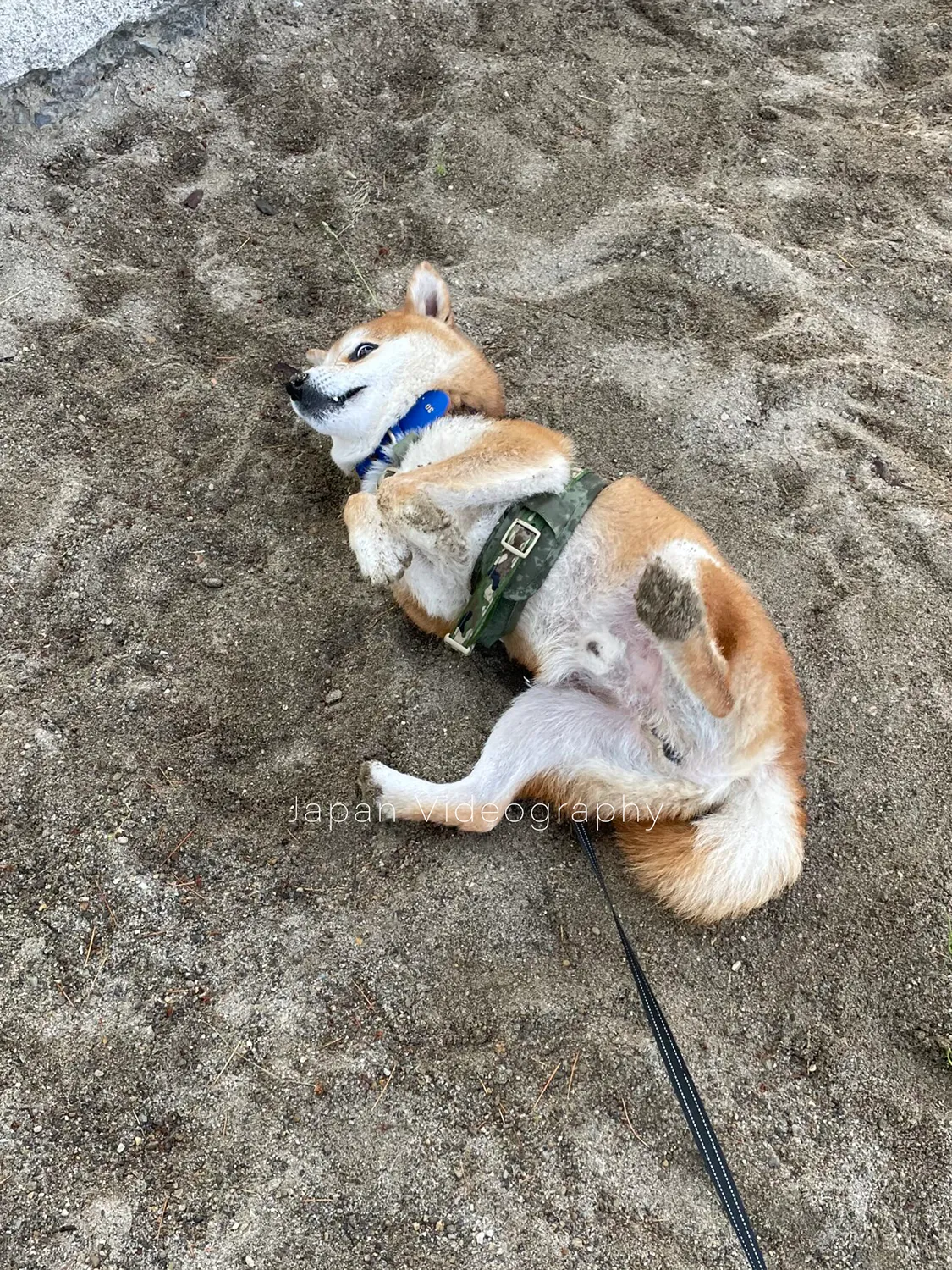 砂浴びをする柴犬のりゅうのすけ