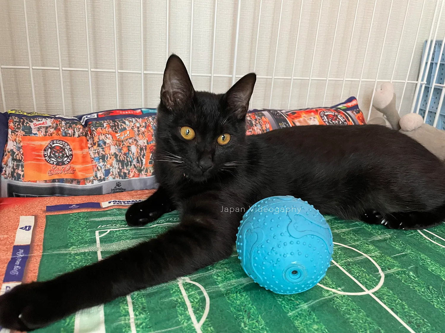 手足が長くなった黒猫のめんめ