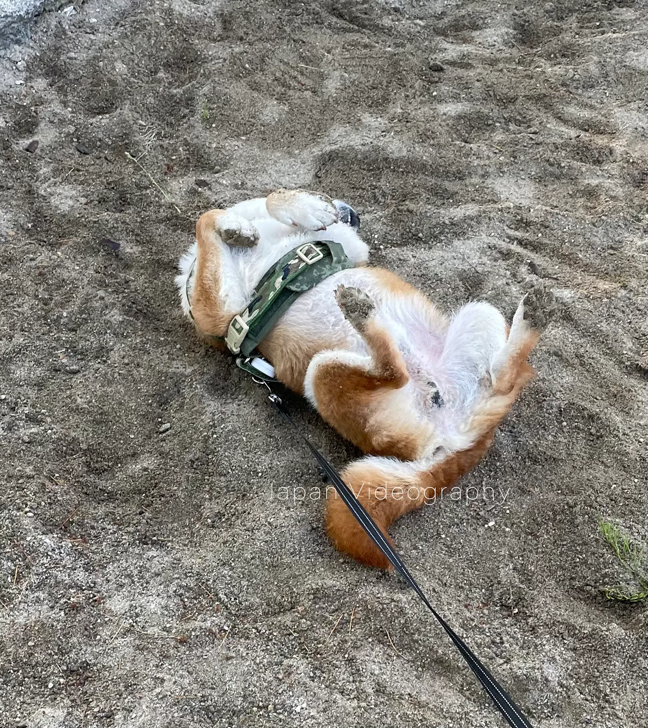 砂場で砂遊びをしている柴犬のりゅうのすけ