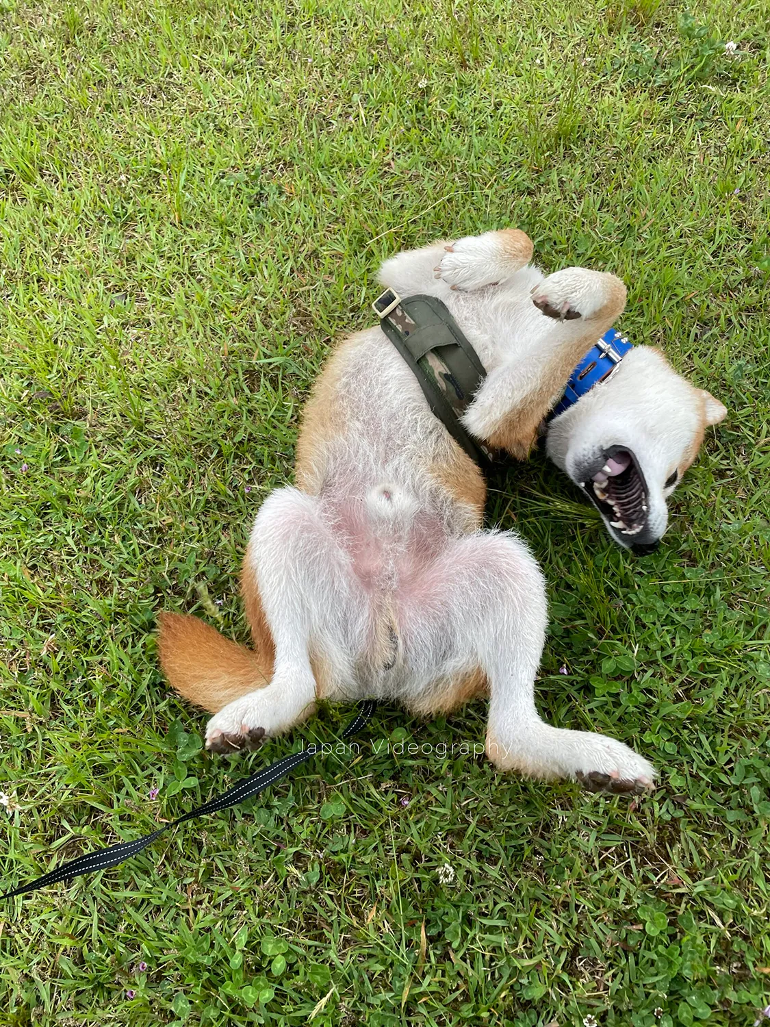 草の上で寝転がる柴犬のりゅうのすけ