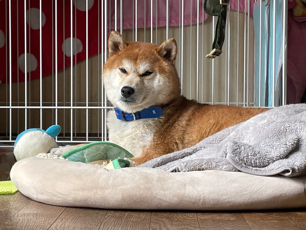 毛並みが悪くなった柴犬のりゅうのすけ